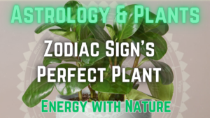 The Best Houseplant for Your Zodiac Sign – Align Your Energy with Nature